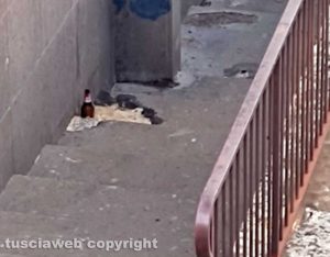 Viterbo - Quartiere San Faustino - Vomito ed escrementi sulle scale di via Santa Maria Elisabetta