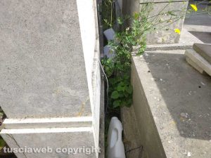 Viterbo - Erbacce e degrado al cimitero San Lazzaro