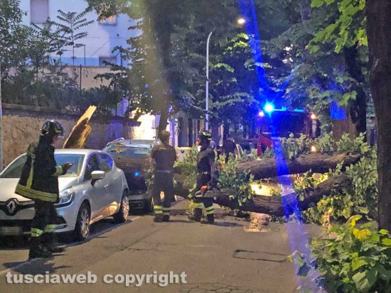 Viterbo - Albero crolla a viale 4 Novembre e distrugge un'auto