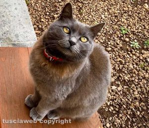 Il gatto Birba