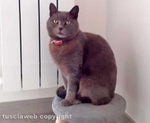 Il gatto Birba
