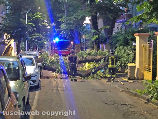 Viterbo - Albero crolla a viale 4 Novembre e distrugge un'auto