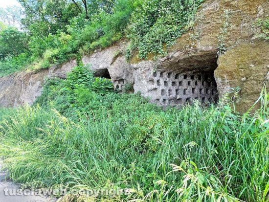 Viterbo sud invasa dall'erba alta - I colombari