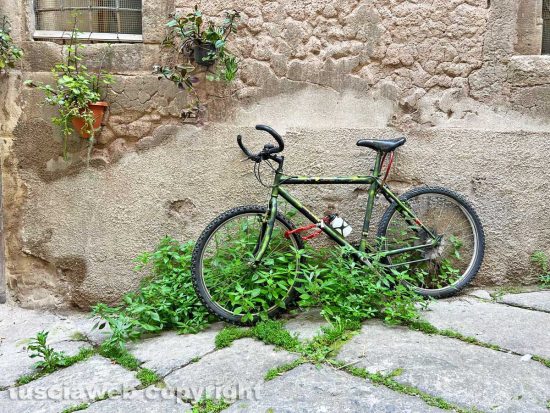 Viterbo - Degrado ed erba alta nel quartiere di via Mazzini