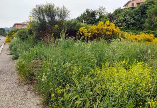 Viterbo - Erba alta - Volontari e residenti al lavoro a Colle Verde