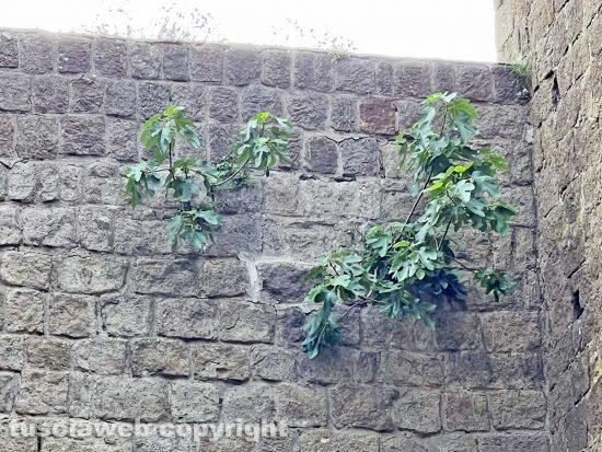 Viterbo - Una pianta di fico lungo le mura di viale Raniero Capocci