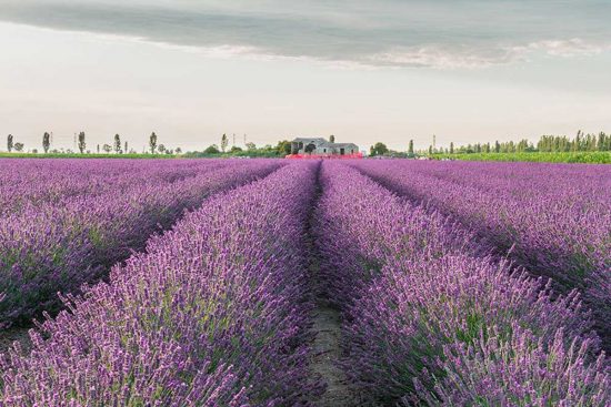 Tuscania - La città della lavanda