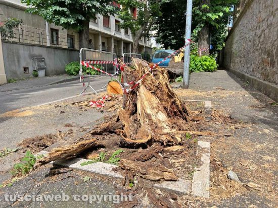 Viterbo - L’albero caduto in viale IV novembre