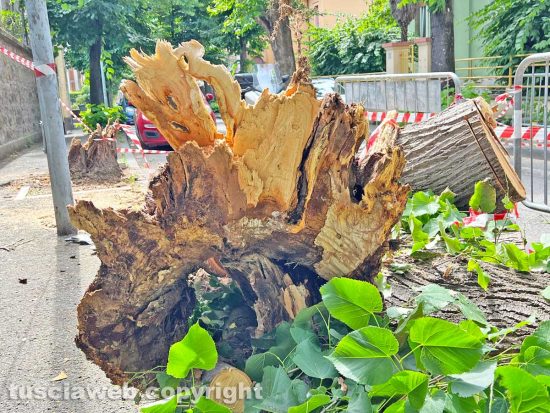 Viterbo - L’albero caduto in viale IV novembre
