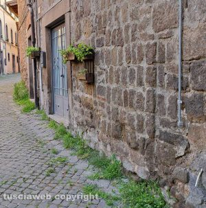 Viterbo - Erbacce nel centro storico