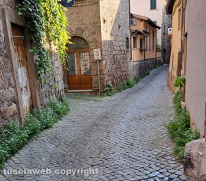 Viterbo - Erbacce nel centro storico