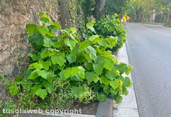Viale Trieste, nell'abbandono più completo