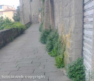 Viterbo - Erbacce a Pianoscarano