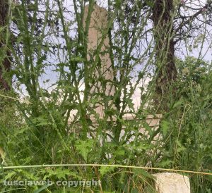 Bassano Romano - Monumento agli avieri trucidati nel '43 ricoperto da erbacce e rovi