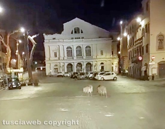 Viterbo - Cinghiali in piazza del teatro