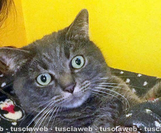 Ratto il gatto di 5 anni smarrito