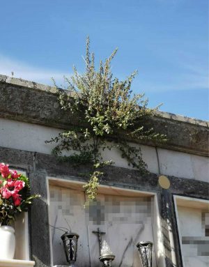 Acquapendente - Mancata manutenzione al cimitero