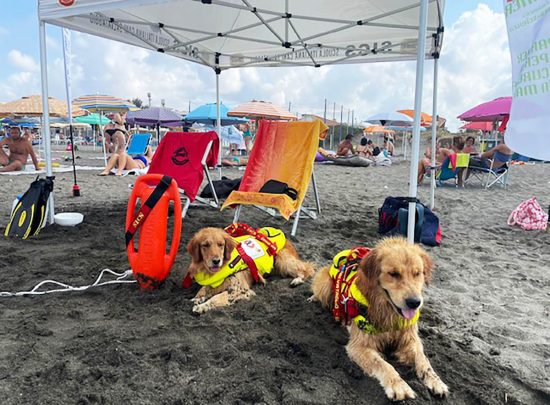 Montalto - Cani bagnino salvano una 22 enne in difficoltà in acqua