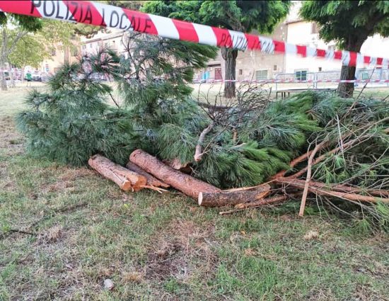 Viterbo - Albero caduto alla Quercia