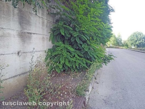 Montefiascone - Il marciapiede con l'erba alta in via Cardinal Salotti