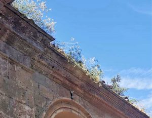 Acquapendente - Mancata manutenzione al cimitero