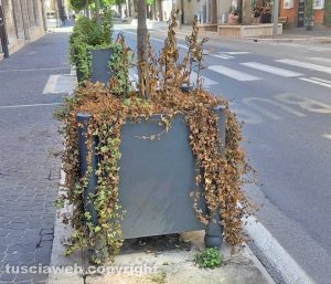 Viterbo - Piante secche e morte nelle fioriere in via Marconi