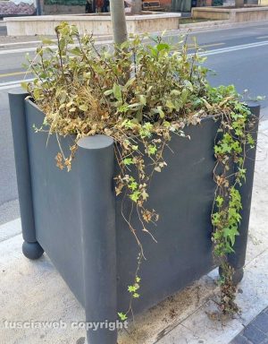 Viterbo - Piante secche e morte nelle fioriere in via Marconi
