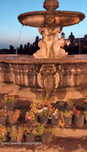 Viterbo - Vasi di fiori secchi alla fontana dei Priori