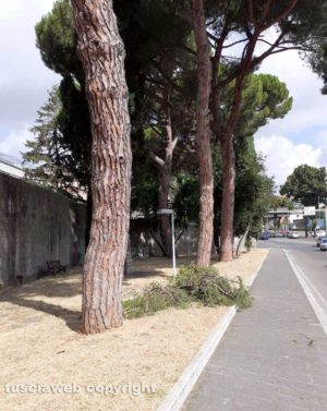Viterbo - Rami caduti in via Raniero Capocci