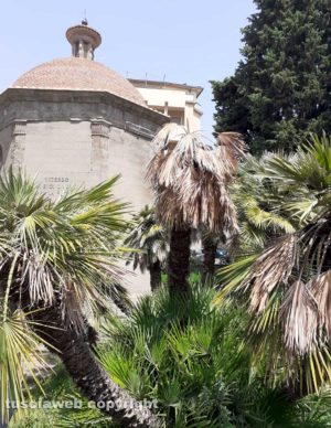 Viterbo - Le palme secche al tempietto della peste