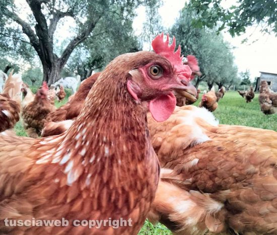 Viterbo - Le galline dell'Ovosgabbiato