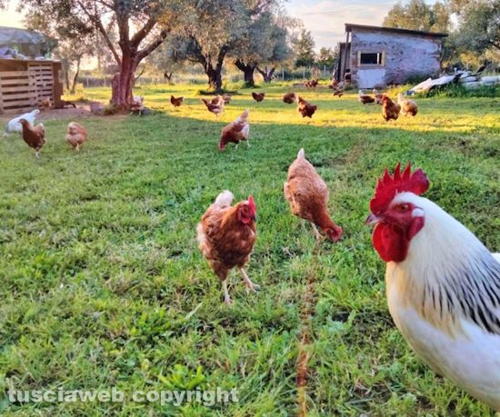 Viterbo - Le galline dell'Ovosgabbiato