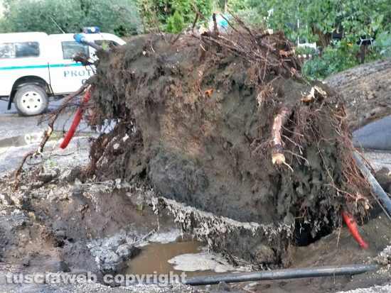 Montefiascone - albero sradicato sul lungolago