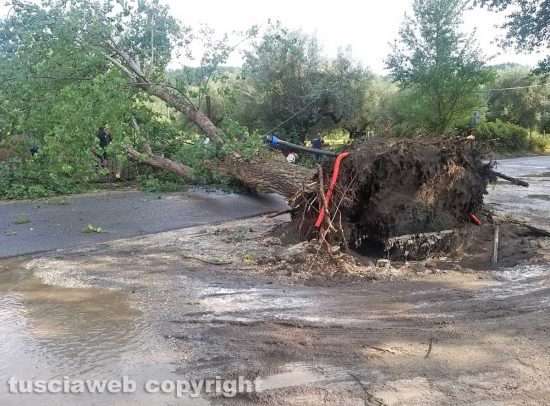 Montefiascone - albero sradicato sul lungolago