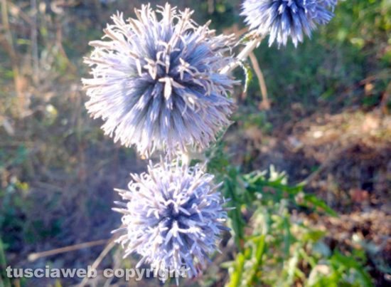 Fiori di Echinops selvatica