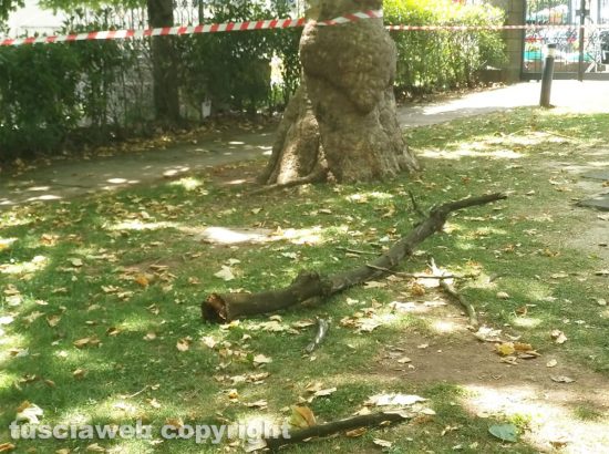 Montefiascone - Ramo cade addosso ad una signora al prato giardino