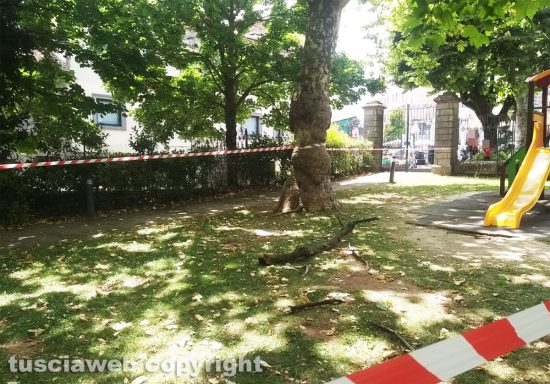 Montefiascone - Ramo cade addosso ad una signora al prato giardino