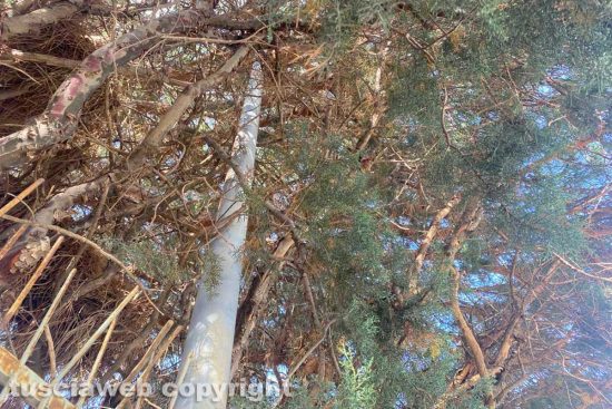 Viterbo - Incuria al parco della Quercia - Il lampione coperto dagli alberi