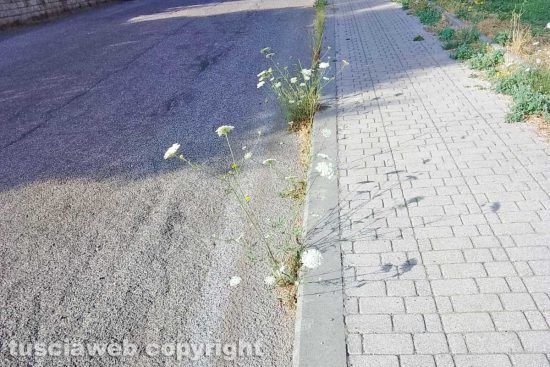 Viterbo - Erbacce lungo strada Capretta