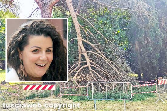 Viterbo - Albero transennato al parco della Quercia - Nel riquadro la sindaca Chiara Frontini