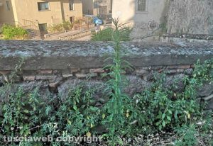 Viterbo - Erbacce nel centro storico