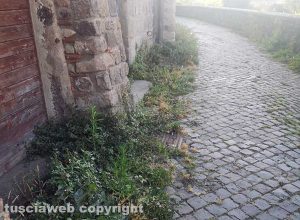 Viterbo - Erbacce nel centro storico