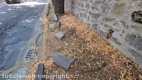 Viterbo - "Bombardato" il marciapiede in via Santa Maria in Gradi