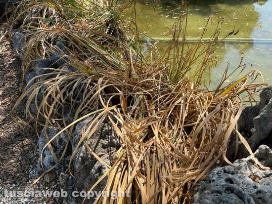 Il laghetto Acqua azzurra acqua chiara di pratogiardino Lucio Battisti "ripulito", seccate la gran parte delle piante acquatiche