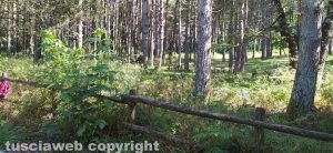 Viterbo - Il polmone verde della forestale