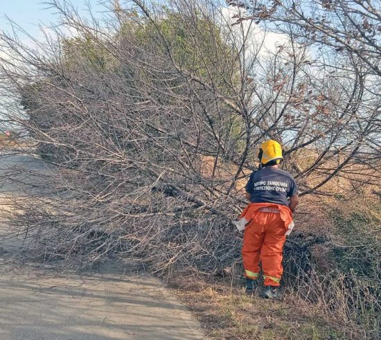 Maltempo - Alberi caduti a Tarquinia