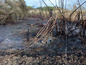 Tarquinia - Sterpaglie in fiamme alla Farnesiana