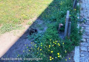 Viterbo - Cimitero San Lazzaro - Una tomba a terra scavata