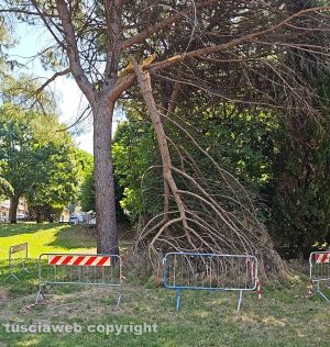 Viterbo - Rami al parco giochi della Quercia 