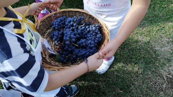Vendemmia con la famiglia Cotarella